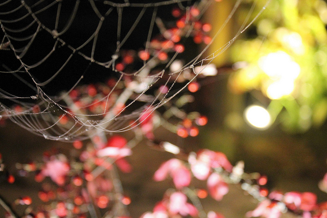 Image source: Annabelle Orozco