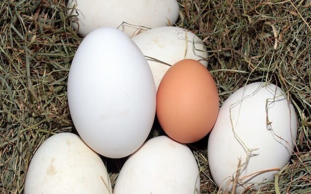 A collection of eggs.