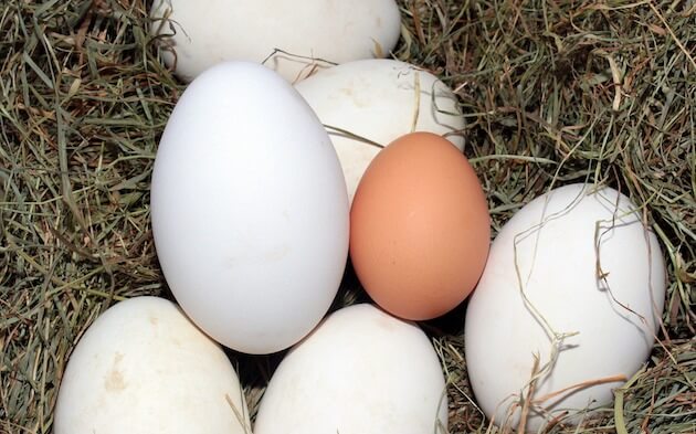 A collection of eggs.